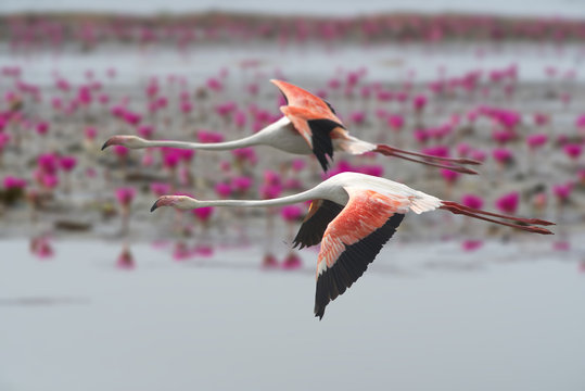 flamingos flying ,Beautiful bird