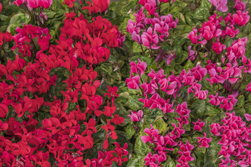 Red and pink cyclamens, background, texture