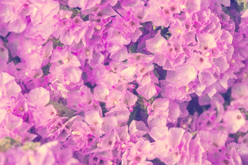 Delicate pink flowers, background, texture