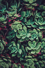Thick green succulent closeup pattern vertical background. Hipster plant floral texture.
