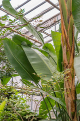 banana palm tree in tropical garden