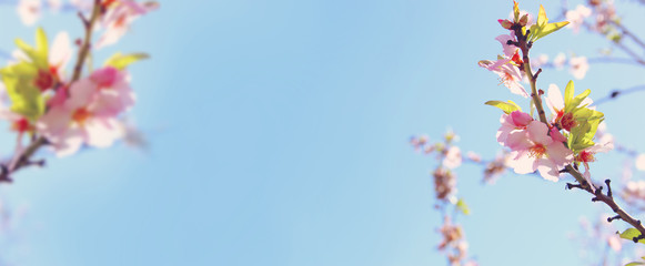 website banner background of of spring white cherry blossoms tree. selective focus.