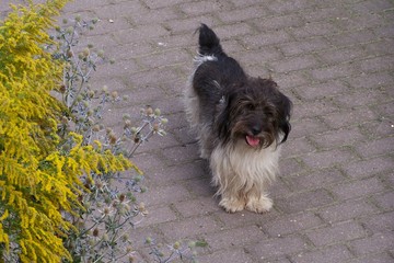 A black and white terrier