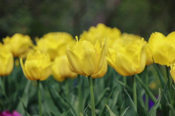 The Yellow Tulip