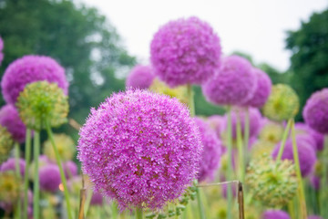 Purple Allium Flowers