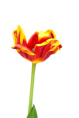 Fototapeta na wymiar A red and yellow tulip on a white background, closeup. Isolate.