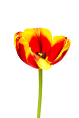 A red and yellow tulip on a white background, closeup. Isolate.