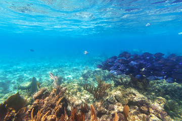 Fototapeta na wymiar Shoal of blue fishes in the Caribbean Sea of Mexico