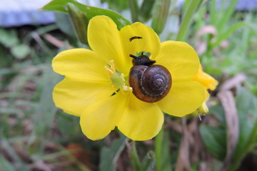 A snail on a yellow flower © E-lona
