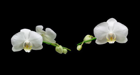 Fototapeta na wymiar white orchid flowers on a black background