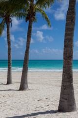 Three palm trees on the empty beach, Mexico