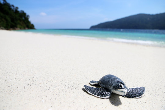 Turtle Baby On The Beach Copy Space