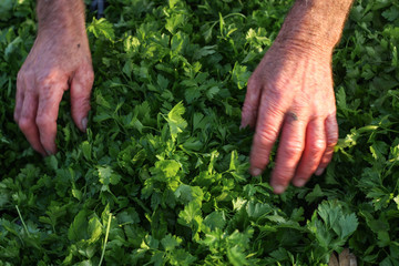 farmer parsley collect with hand