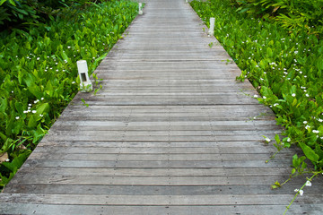 Wooden walkway with with aquatics plant on both sides