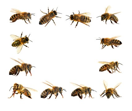 group of bee or honeybee in Latin Apis Mellifera