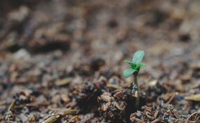 marijuana weed smoking close up on background