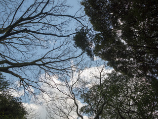 森の空