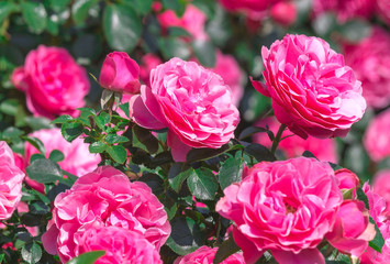 pink roses in house garden