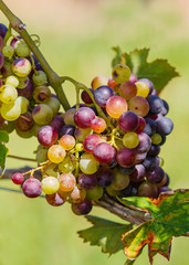 Cluster of Wine Grapes.