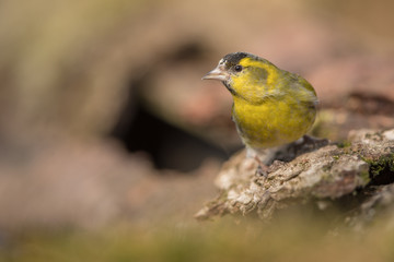 Eurasian Siskin in the wild