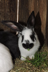 A rabbit eating grass and leaves © E-lona