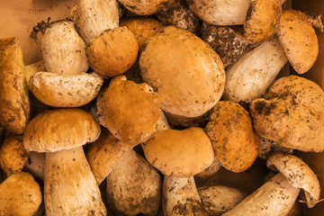 Edible mushroom, background