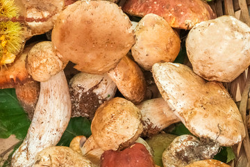 Edible mushroom, background