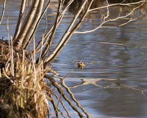 Amphibien en approche