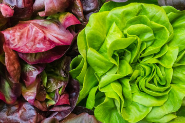 Obraz premium Green and red lettuce leaves, close-up, background, texture