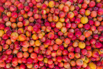 Mountain ash tree fruit, background