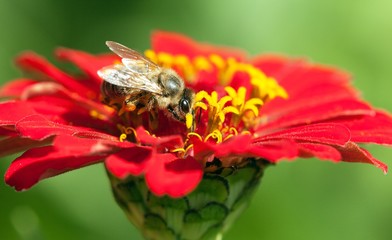 bee or honeybee in Latin Apis Mellifera