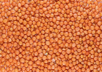 lentils, lentil seeds