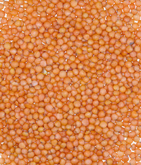 lentils, lentil seeds
