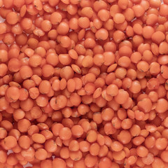 lentils, lentil seeds