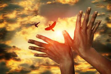 African hands and doves in the sunset sky, concept Peace