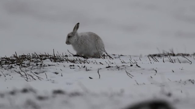 mountain hare, Lepus timidus, Leporidae, eating, scratching on snow covered slope in the cairngorm national park, scotland