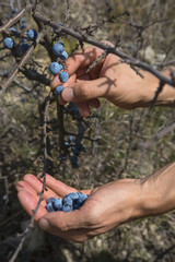 Sloes autumn collected from wild bush