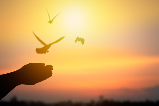 Silhouette of hand releasing birds and flying to freedom life, concept as hope and free.