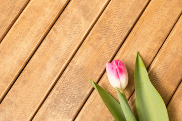 Lovely Tulip on a wooden table . Spring mood