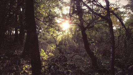 Forest during sunset