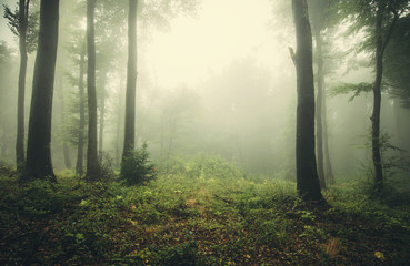 Fototapeta na wymiar foggy woods, green landscape