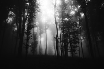black and white dark woods