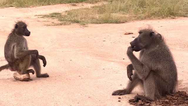 Male and female baboon sitting on ground foraging  marula fruit in Kruger National Park