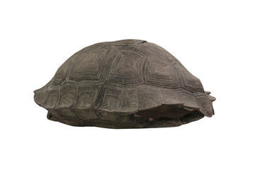 Isolated turtle shell on white background