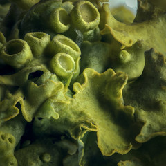 Nature Algae Lichen Macro