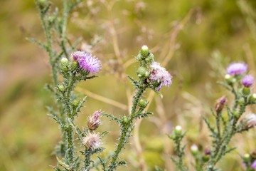 Obraz premium Wildflowers. Summer field. naturalness and beauty of nature