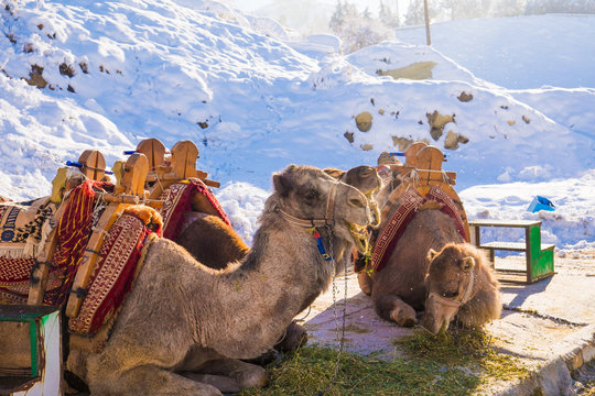 Camel ride service at Cappadocia, Turkey, in winter