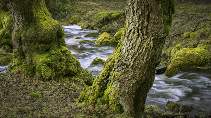 Rural woodland flowing stream, Shropshire,UK