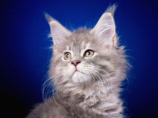 Funny Maine Coon kitten 2 months old looking away. Close-up studio photo of gray little cat on blue background. Portrait of beautiful domestic kitty.