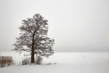 Belarus, Grodno, Molochnoe Lake. Lonely tree on the shore in winter.
